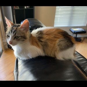 Meet your Posher, Lisa